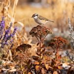 Poco conocidas, estas 3 vivaces adoran la sequía y alimentan a los pájaros del jardín todo el invierno