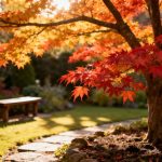 ¡Es el momento ideal para plantar el arce japonés! Nuestra guía paso a paso para un jardín relajante